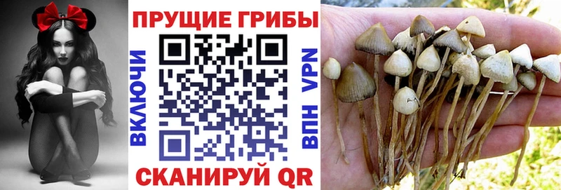 Псилоцибиновые грибы Psilocybe  мориарти какой сайт  Котлас  закладка 